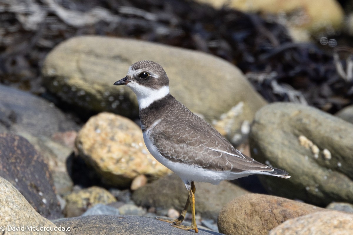 Semipalmated Plover - ML641332955