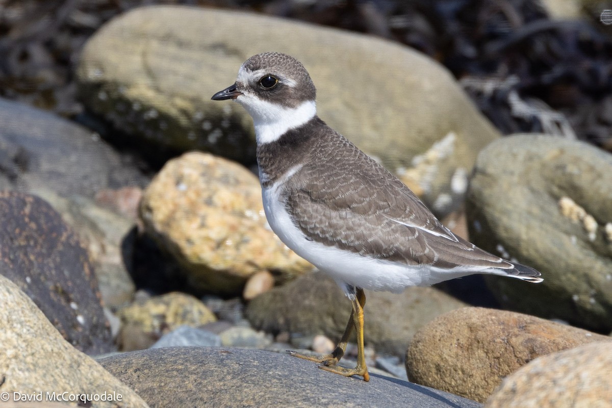 Semipalmated Plover - ML641332956