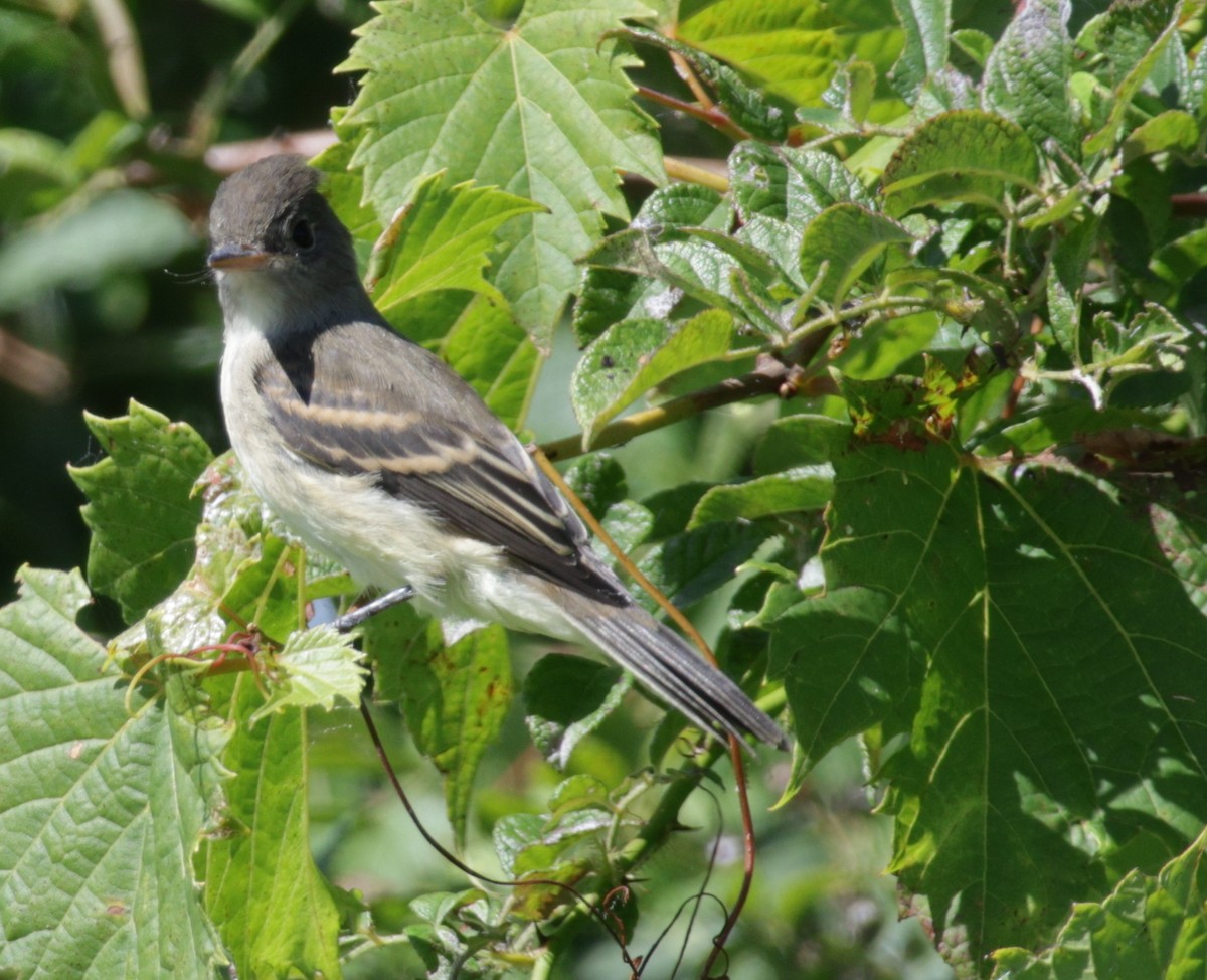 Willow Flycatcher - ML641332957
