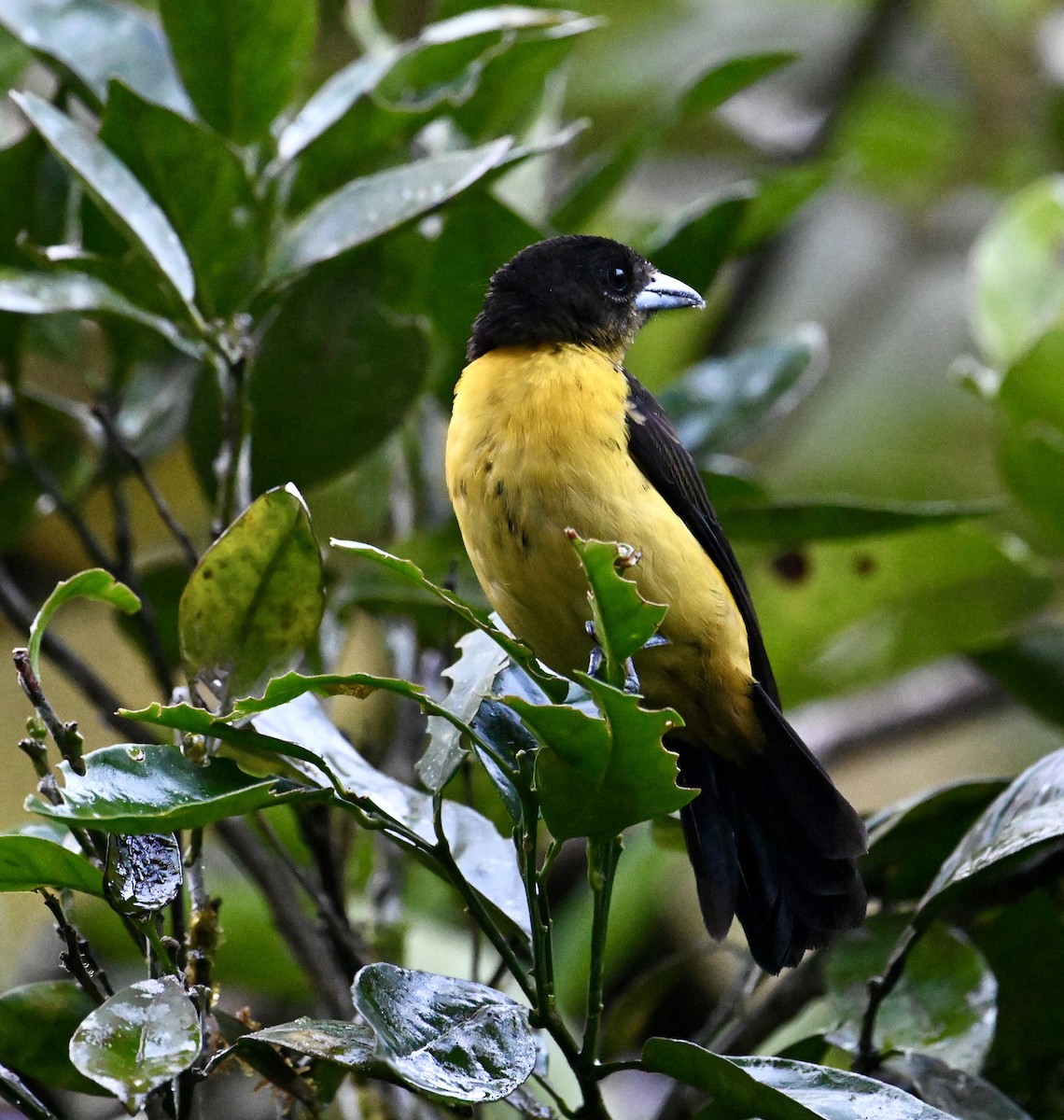 Alev Sokumlu Tangara (icteronotus) - ML641333013