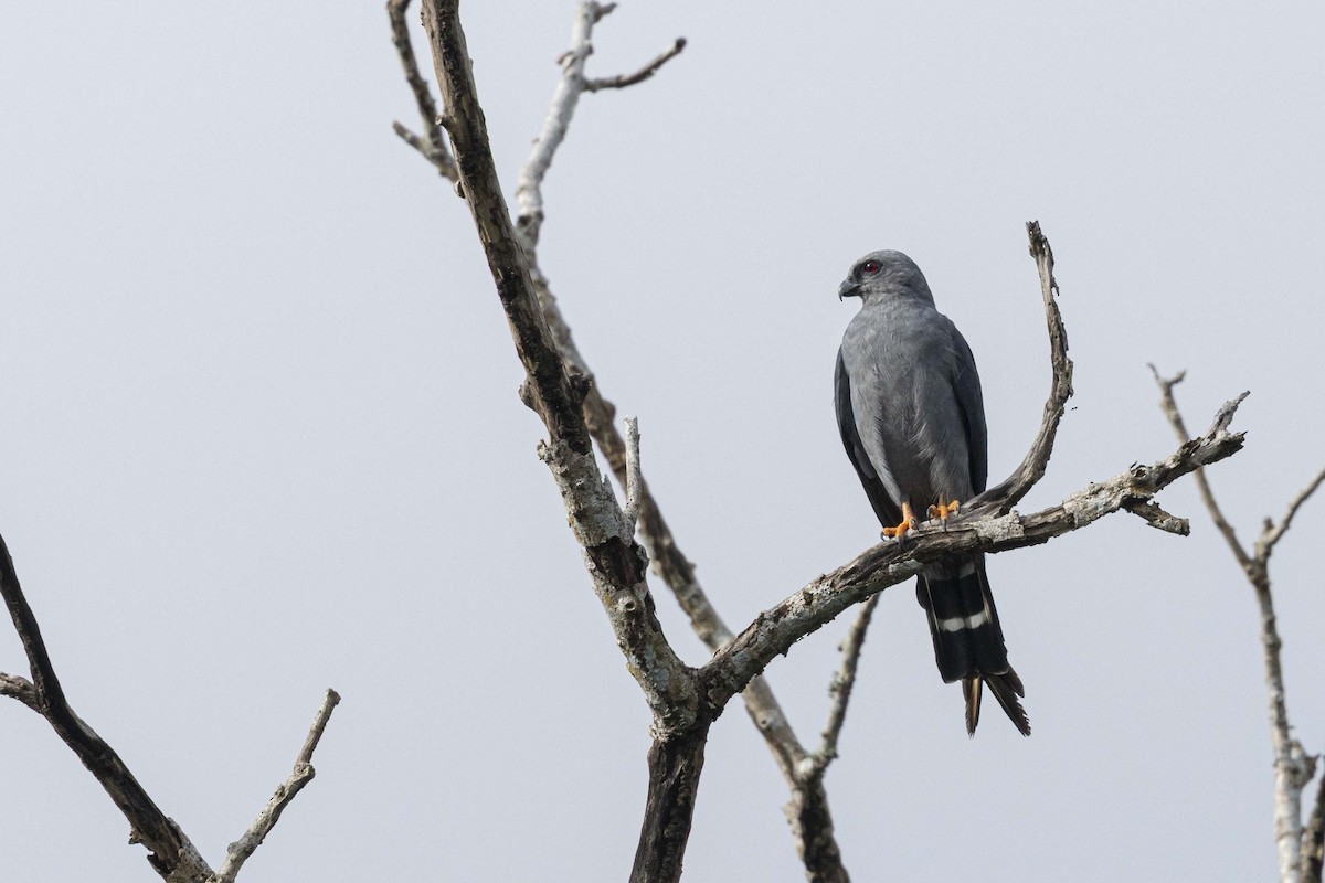 Plumbeous Kite - ML641333082