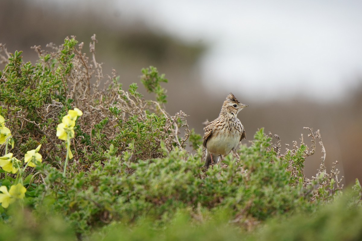 Eurasian Skylark - ML641333102