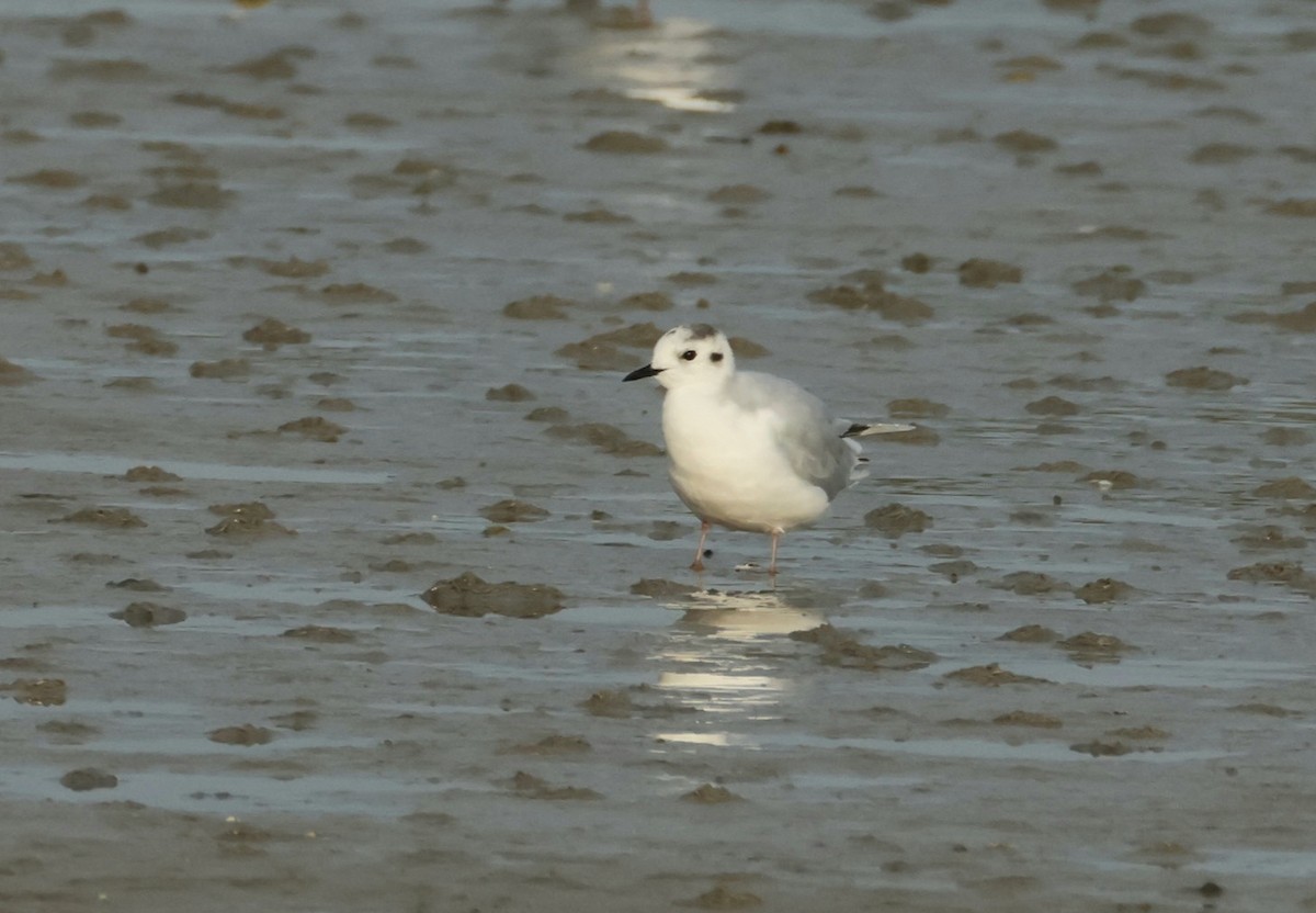 Little Gull - ML641333124