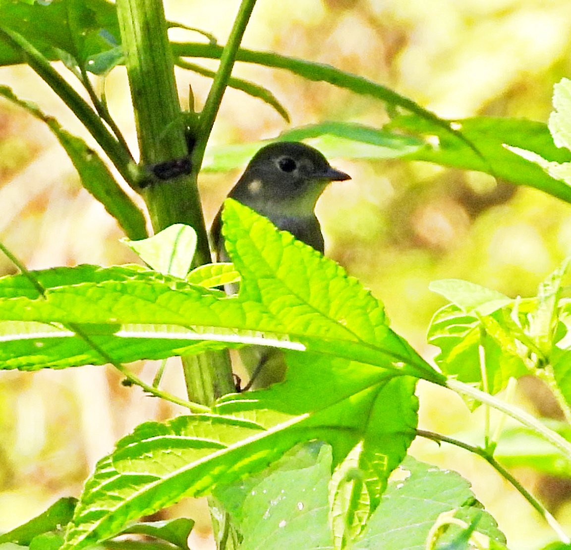 Least Flycatcher - ML641333125