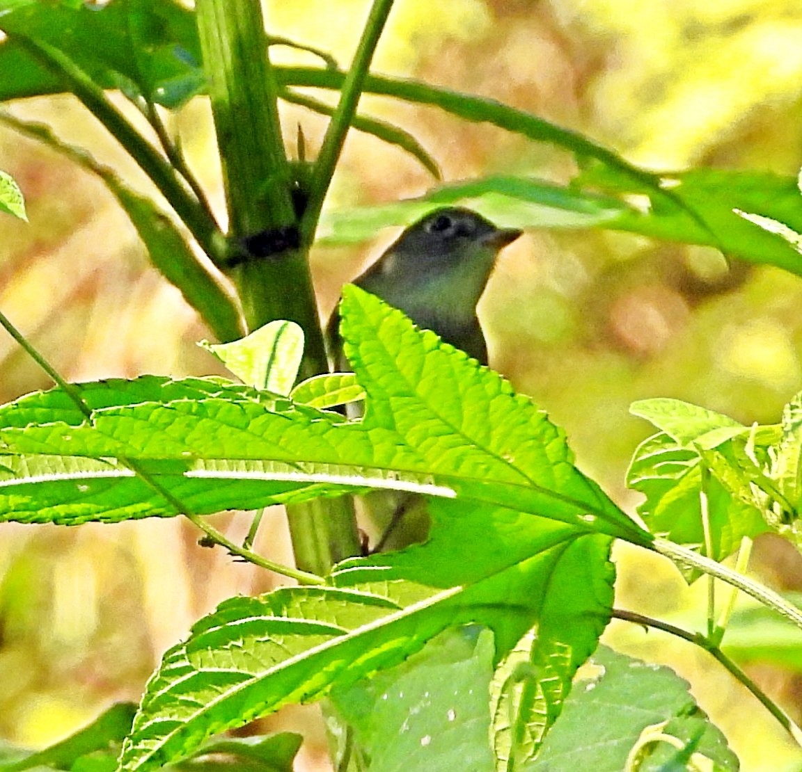 Least Flycatcher - ML641333126