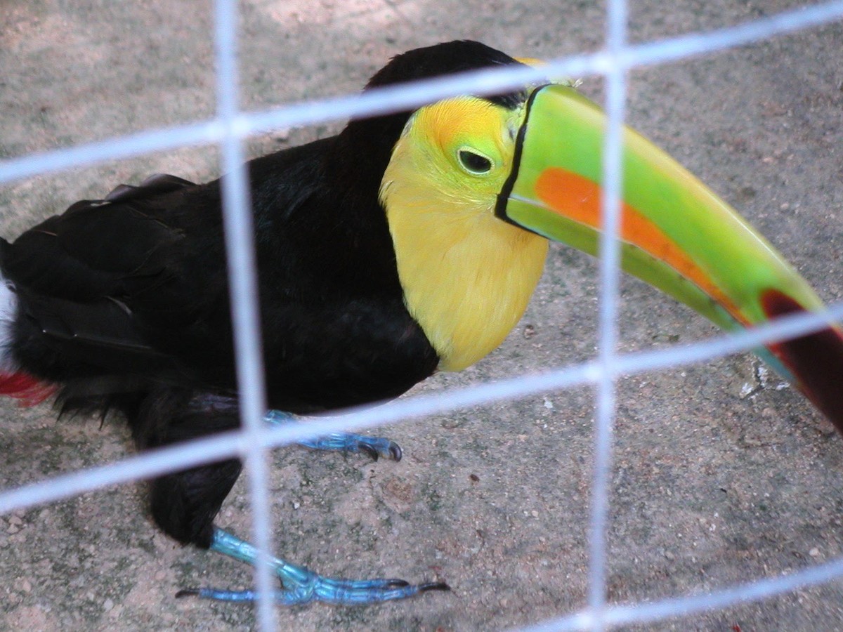 Keel-billed Toucan - ML641333128