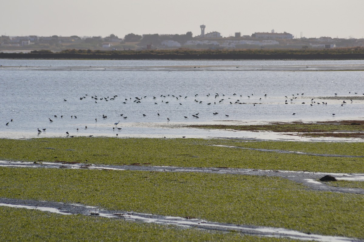 Black-tailed Godwit - ML641333130