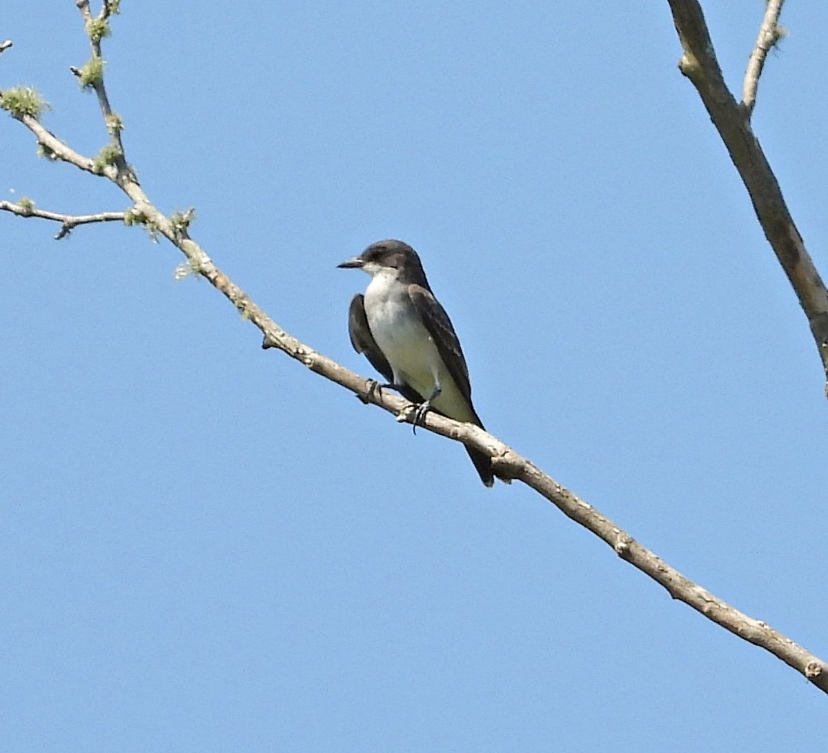 Eastern Kingbird - ML641333131