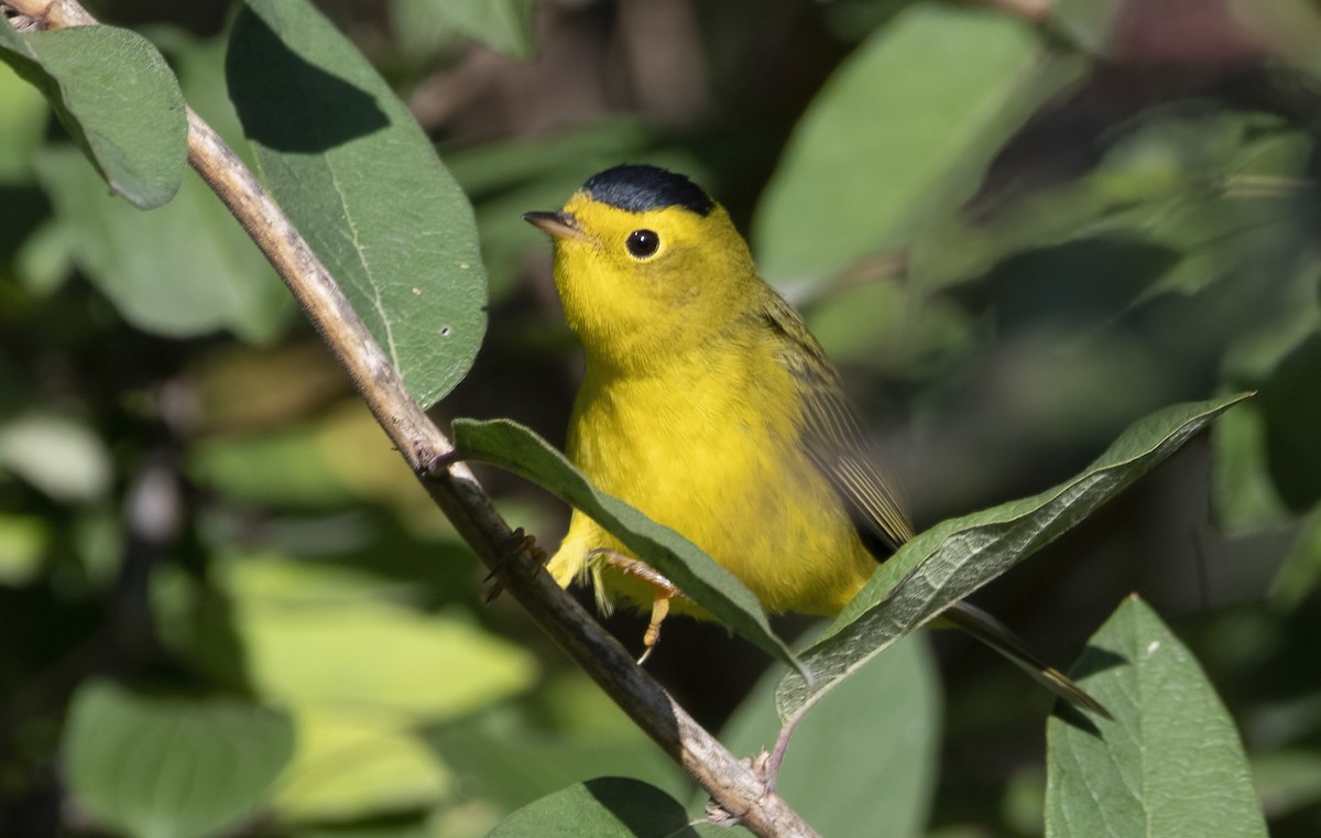 Wilson's Warbler - ML641333138