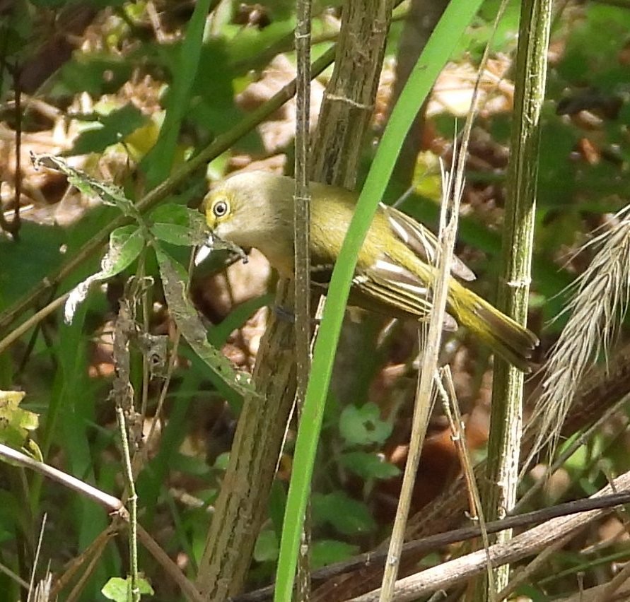 White-eyed Vireo - ML641333139