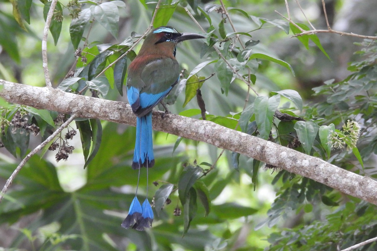 Turquoise-browed Motmot - ML641333141