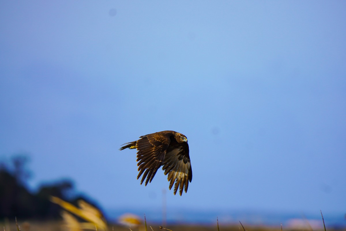 Swamp Harrier - ML641333142