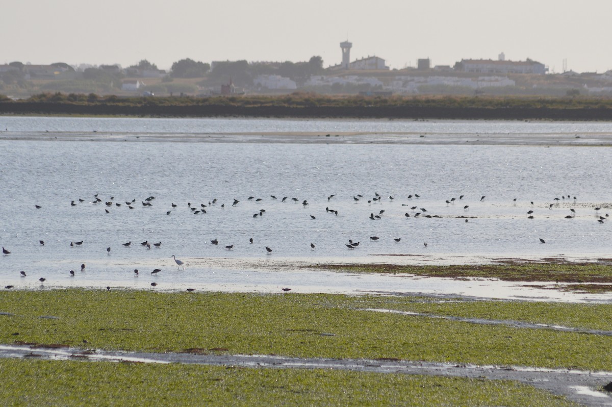 Black-tailed Godwit - ML641333144
