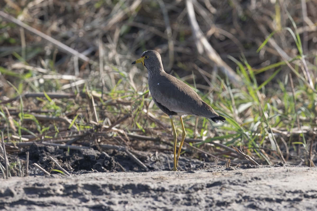 Wattled Lapwing - ML641333145