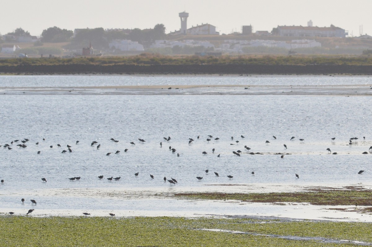 Black-tailed Godwit - ML641333150