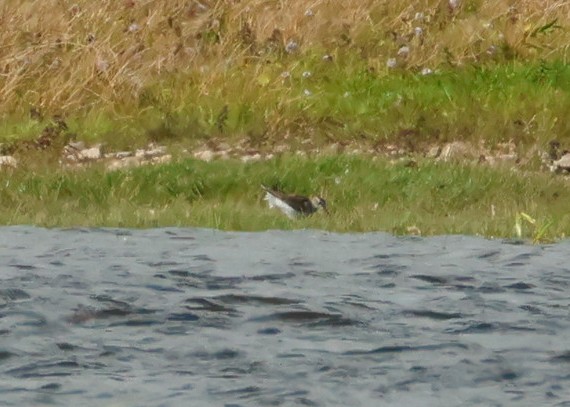Wood Sandpiper - ML641333154