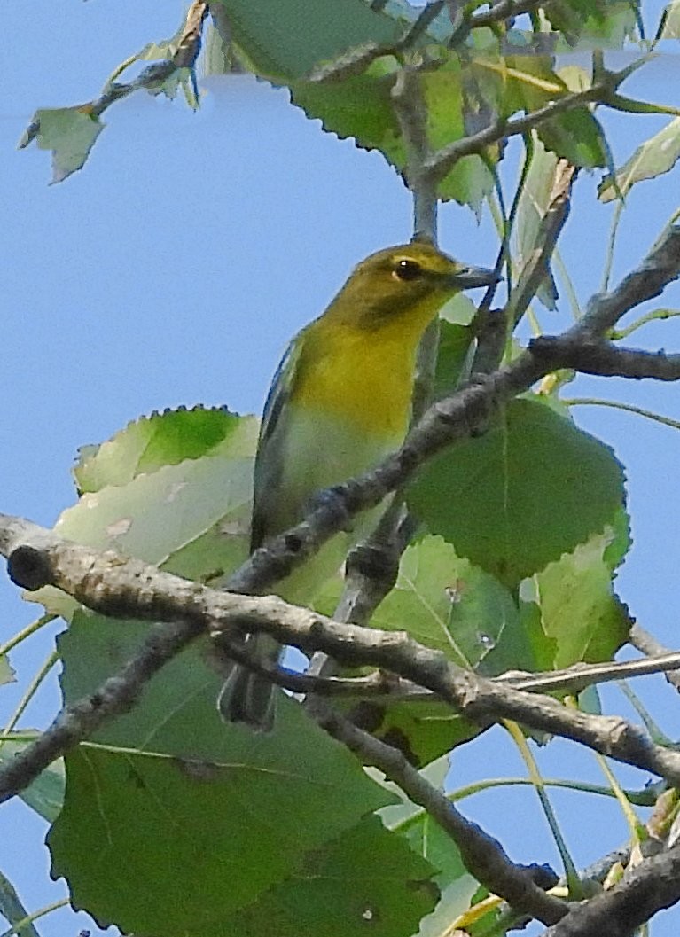 Yellow-throated Vireo - ML641333156