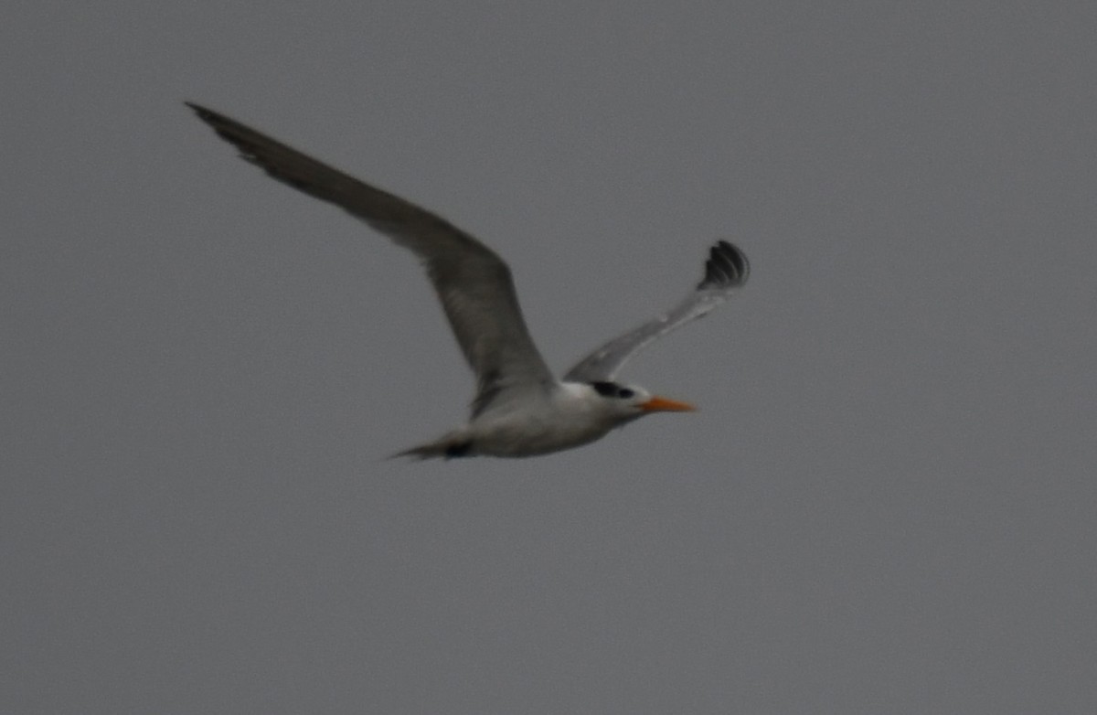 Lesser Crested Tern - ML641333158