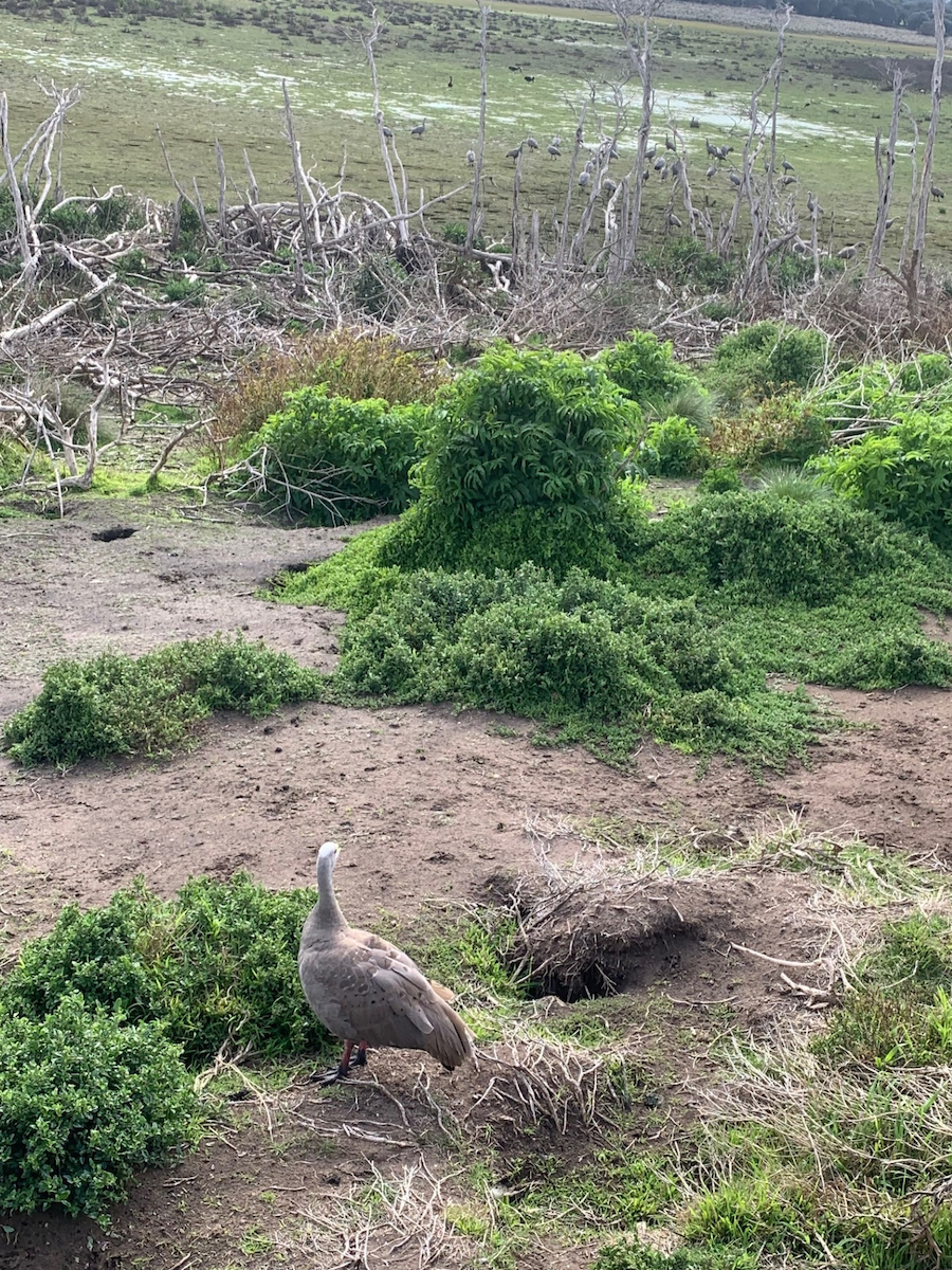 Cape Barren Goose - ML641333161