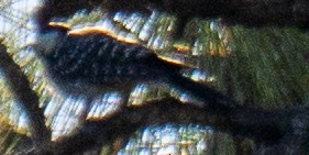 Red-cockaded Woodpecker - ML641333162