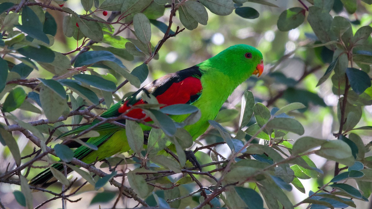 Red-winged Parrot - ML641333165