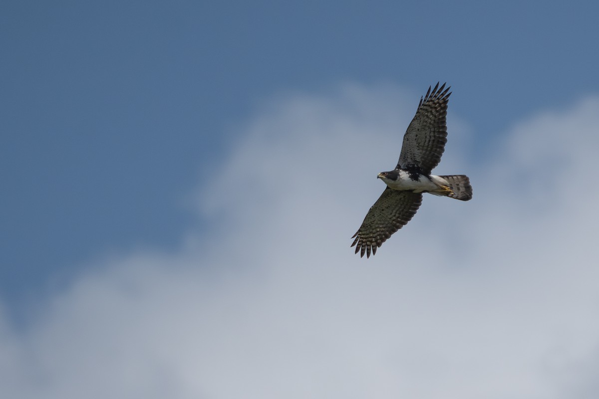 Black Goshawk - ML641333174