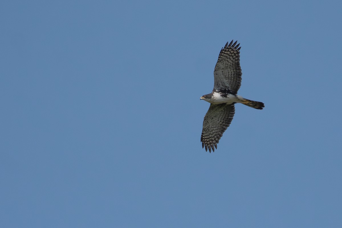 Black Goshawk - ML641333175