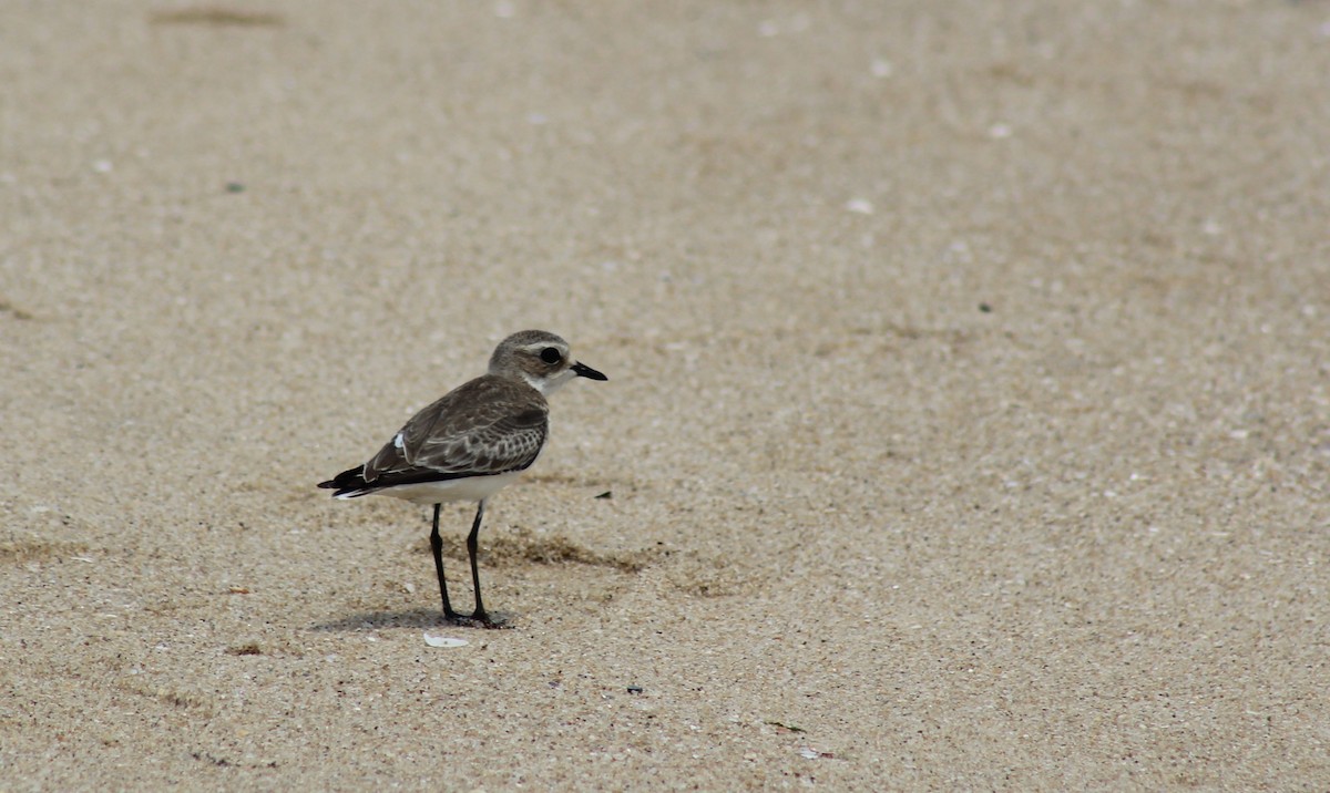 Tibetan Sand-Plover - ML641333238