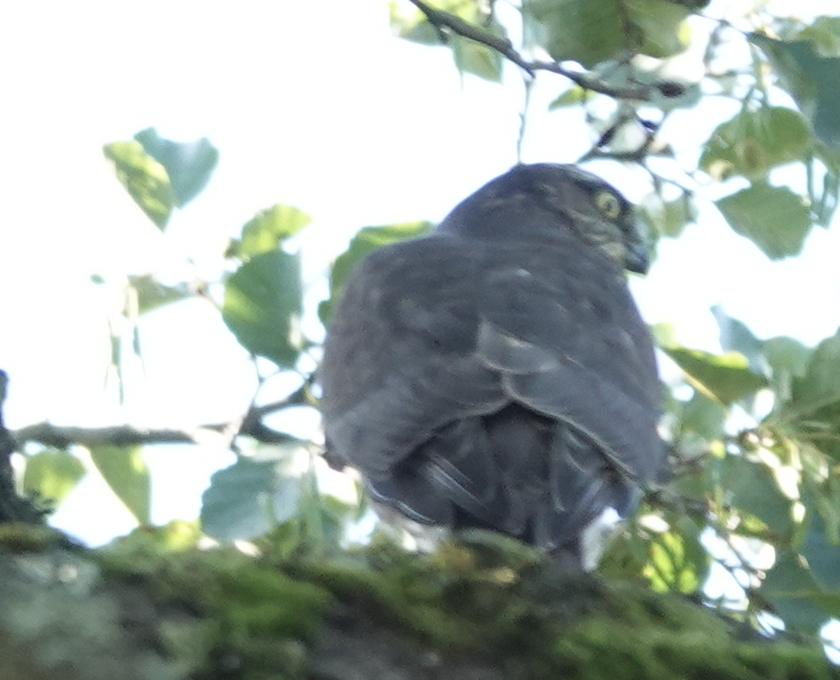 Eurasian Sparrowhawk - ML641333244