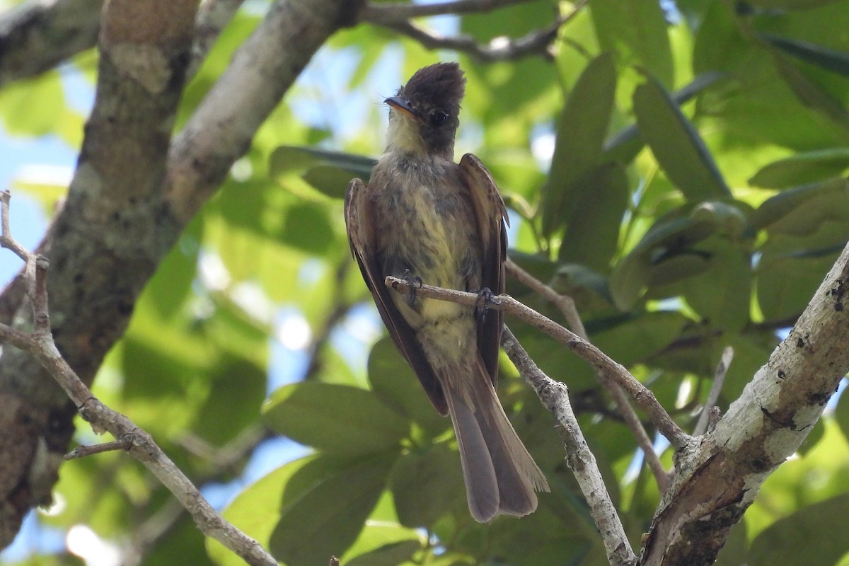 Northern Tropical Pewee - ML641333245