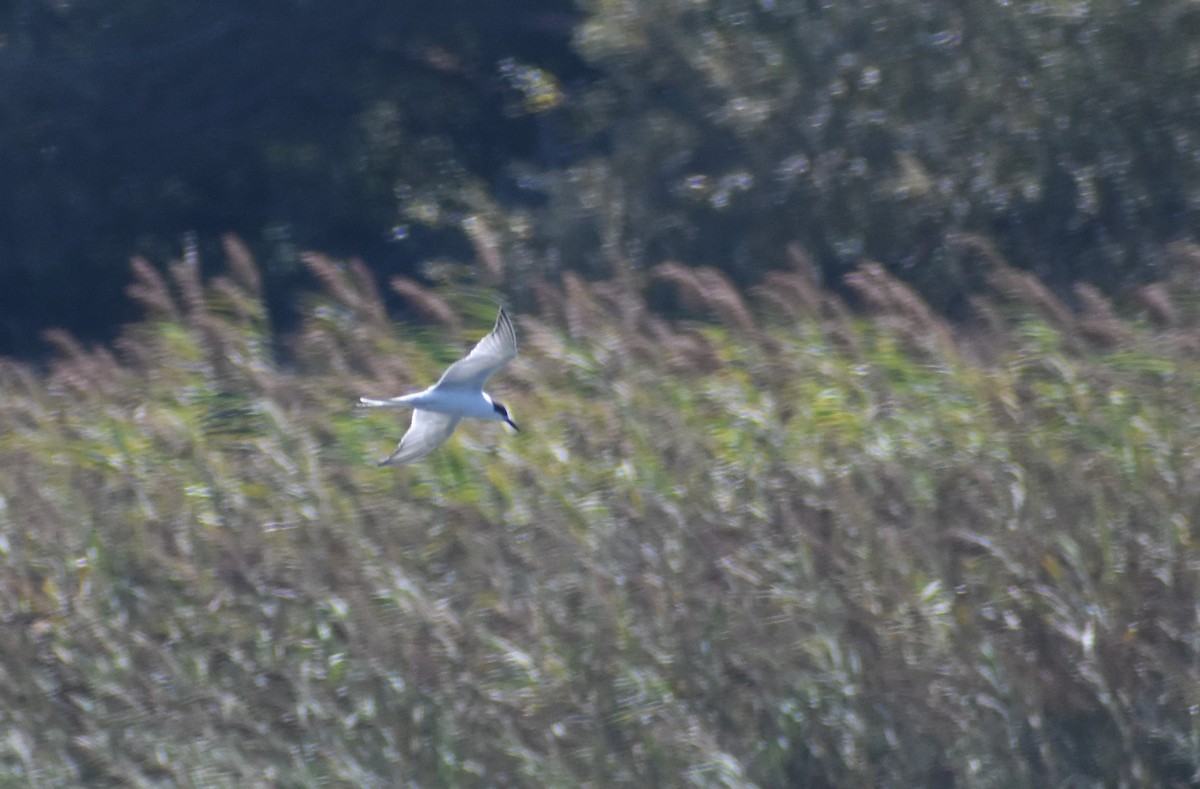 Common Tern - ML641333246