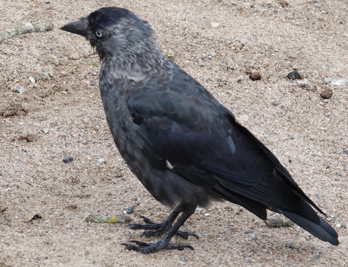 Eurasian Jackdaw - ML641333247