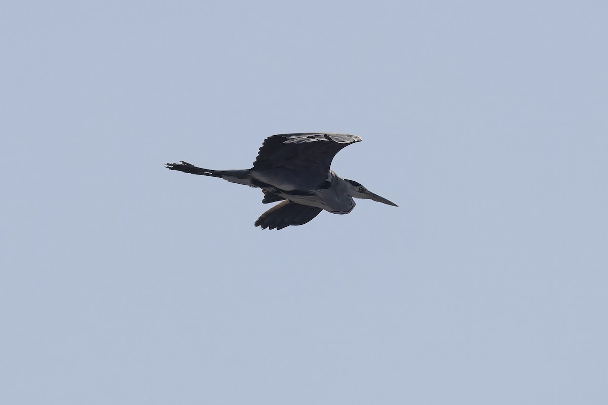 Gray Heron - ML641333250