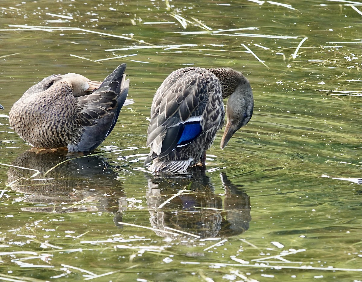 Mallard - ML641333251