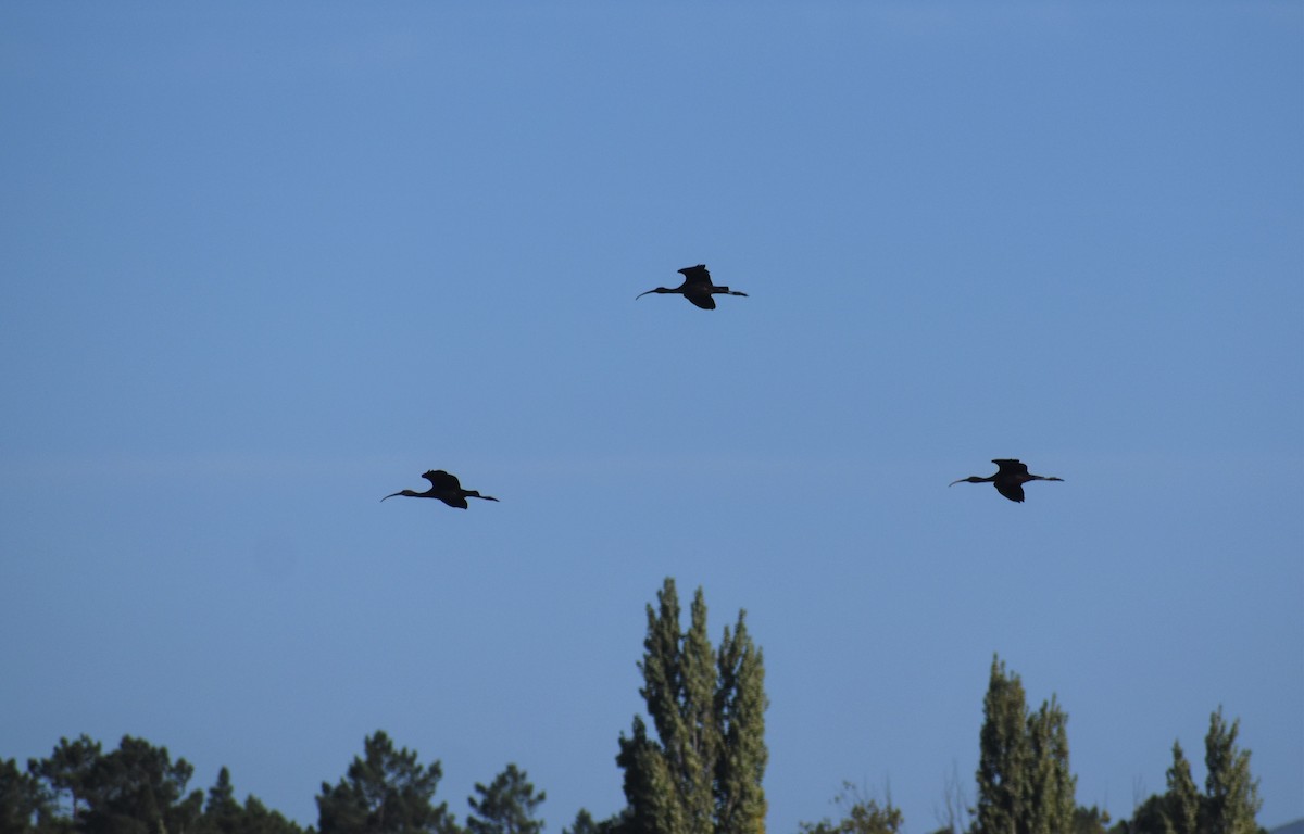 Glossy Ibis - ML641333253