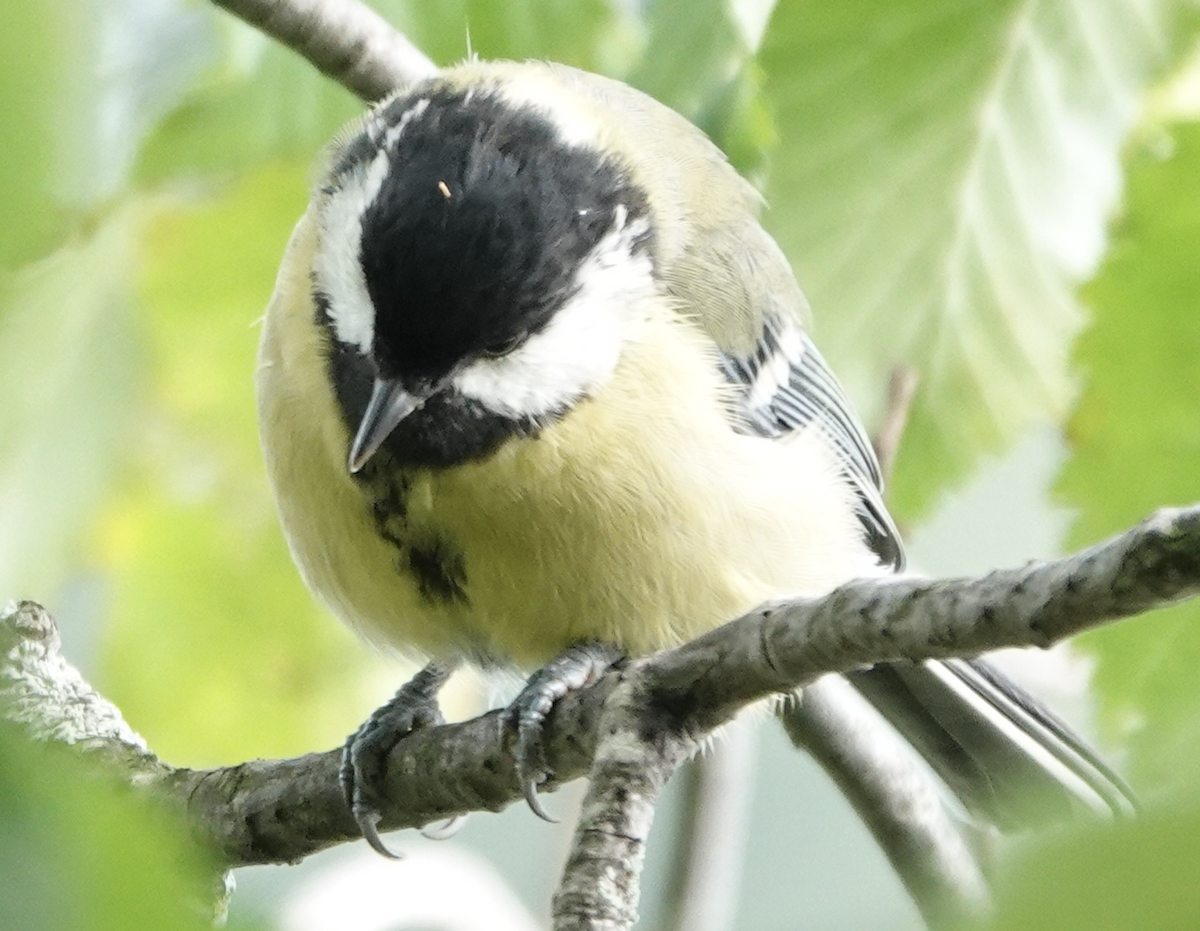 Great Tit - ML641333254