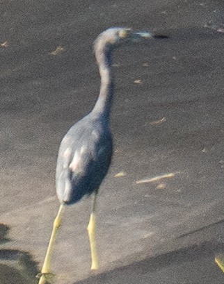 Little Blue Heron - ML641333255