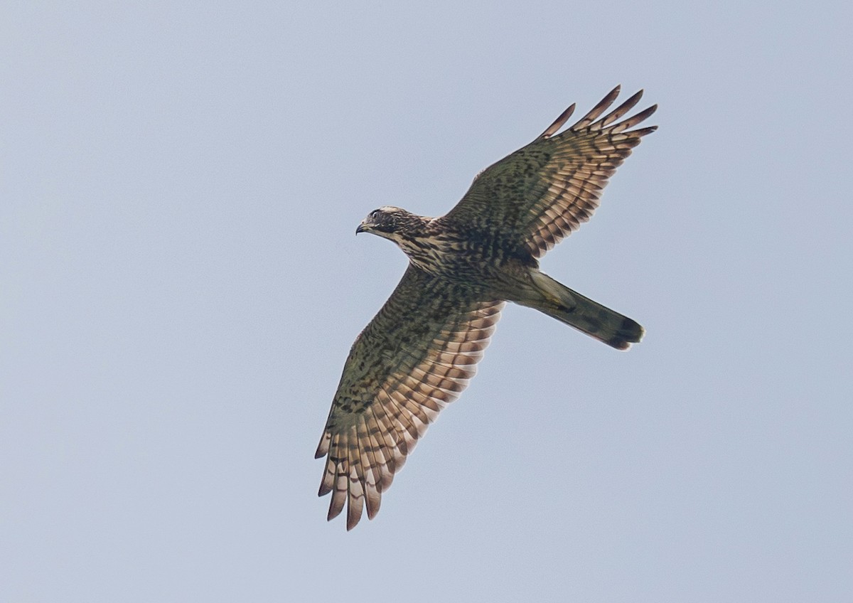 Amurbussard - ML641333257