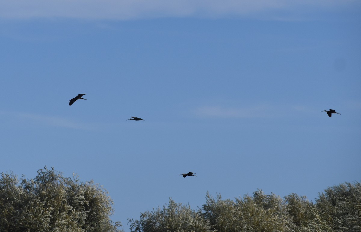 Glossy Ibis - ML641333258
