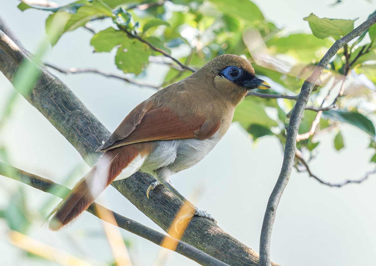 Buffy Laughingthrush - ML641333259