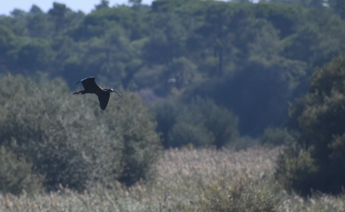 Glossy Ibis - ML641333260