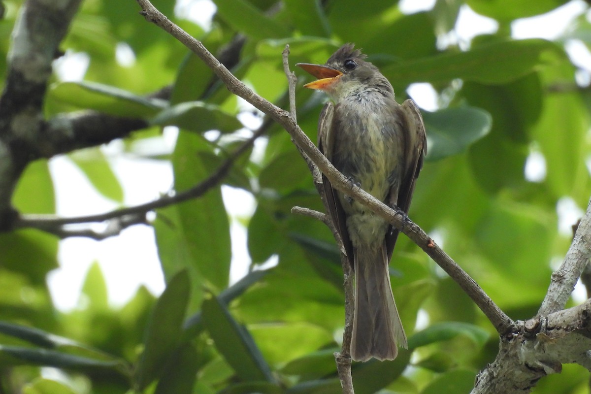 Northern Tropical Pewee - ML641333261