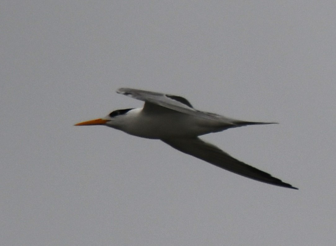Lesser Crested Tern - ML641333262