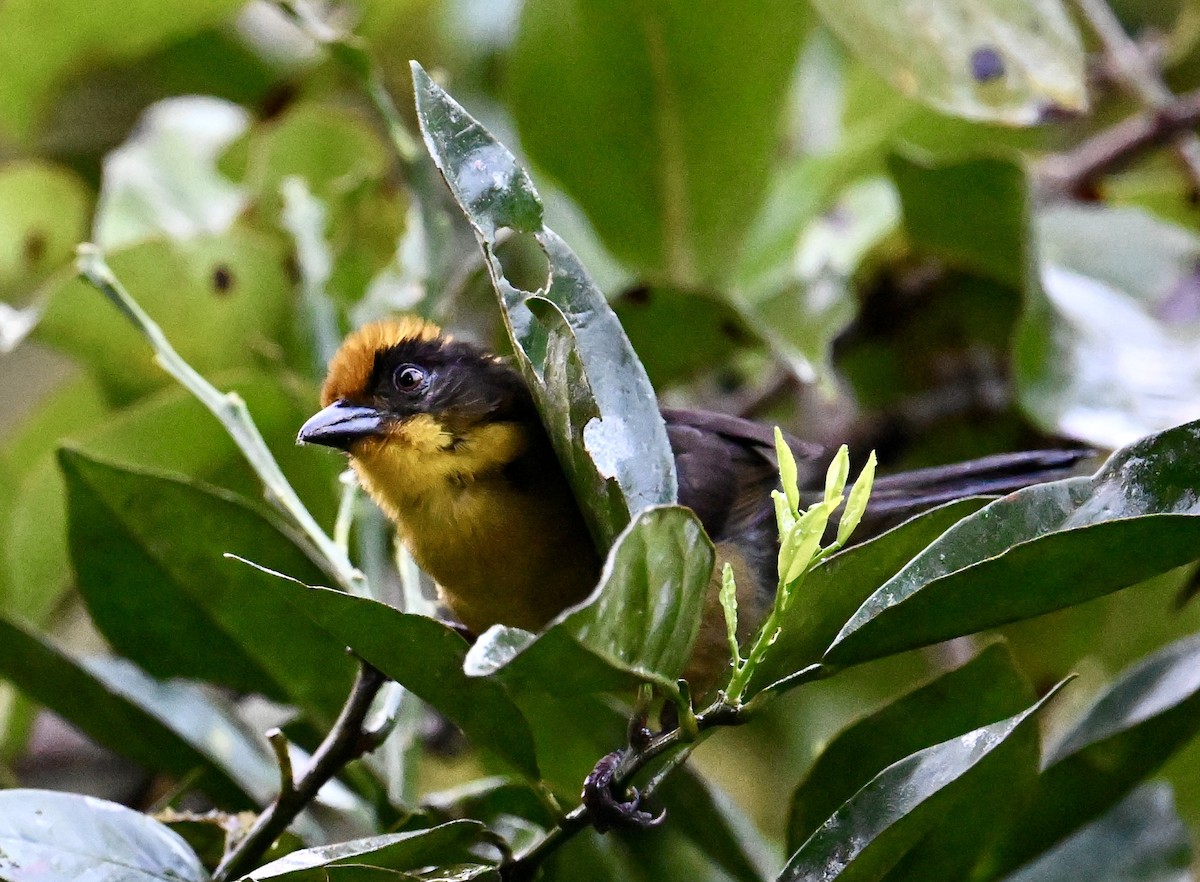 Choco Brushfinch - ML641333263