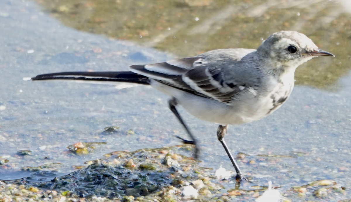 White Wagtail - ML641333264