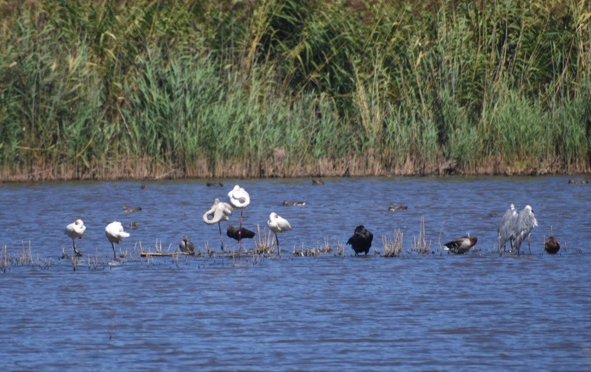 Glossy Ibis - ML641333265