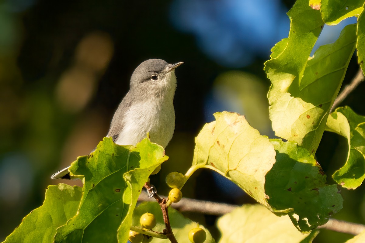 Blue-gray Gnatcatcher (Eastern) - ML641333266
