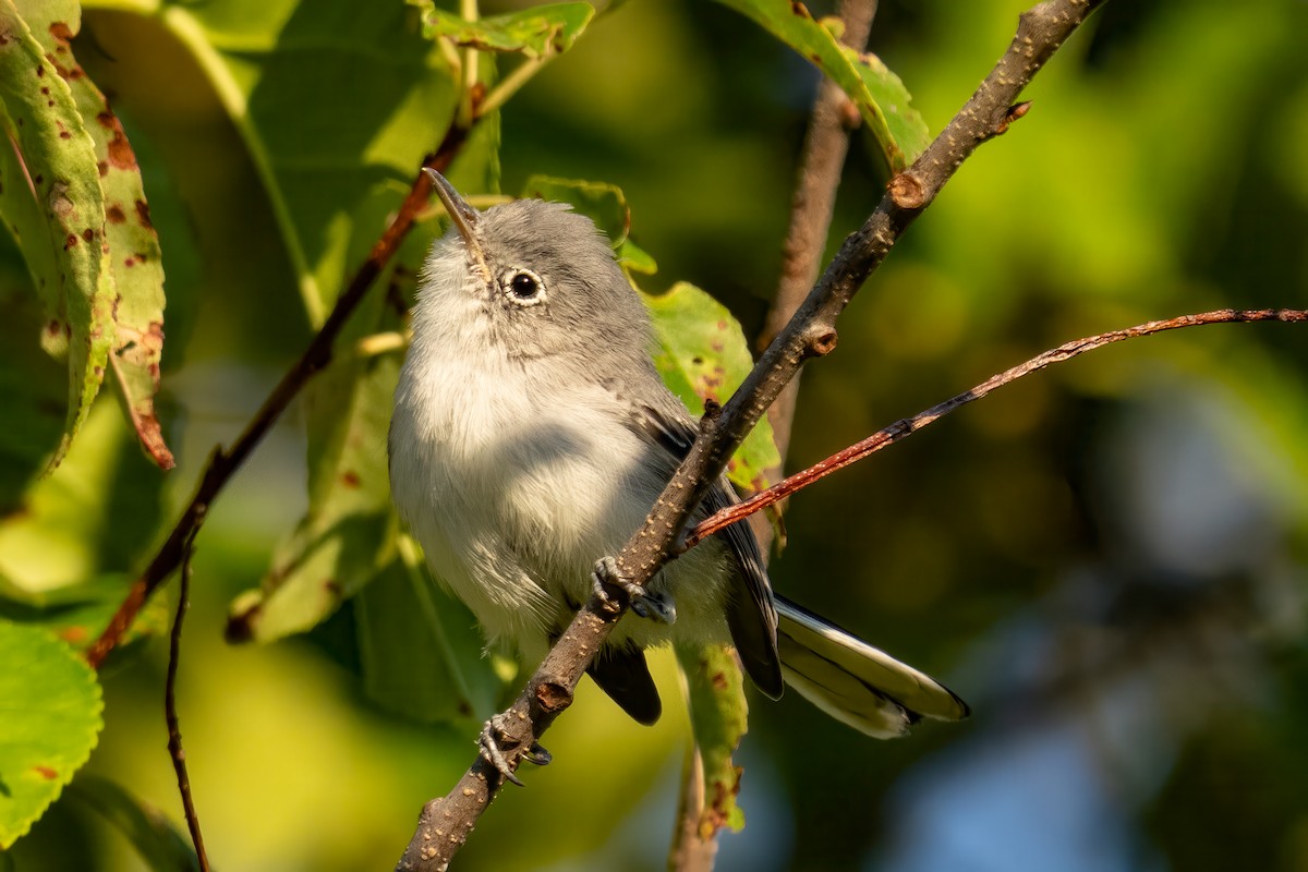 Blue-gray Gnatcatcher (Eastern) - ML641333267