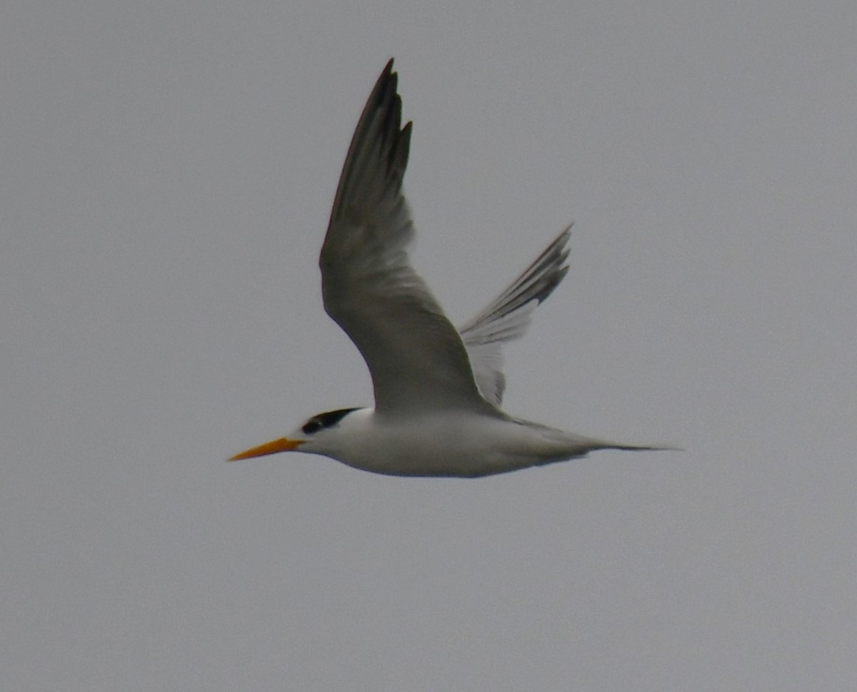 Lesser Crested Tern - ML641333268