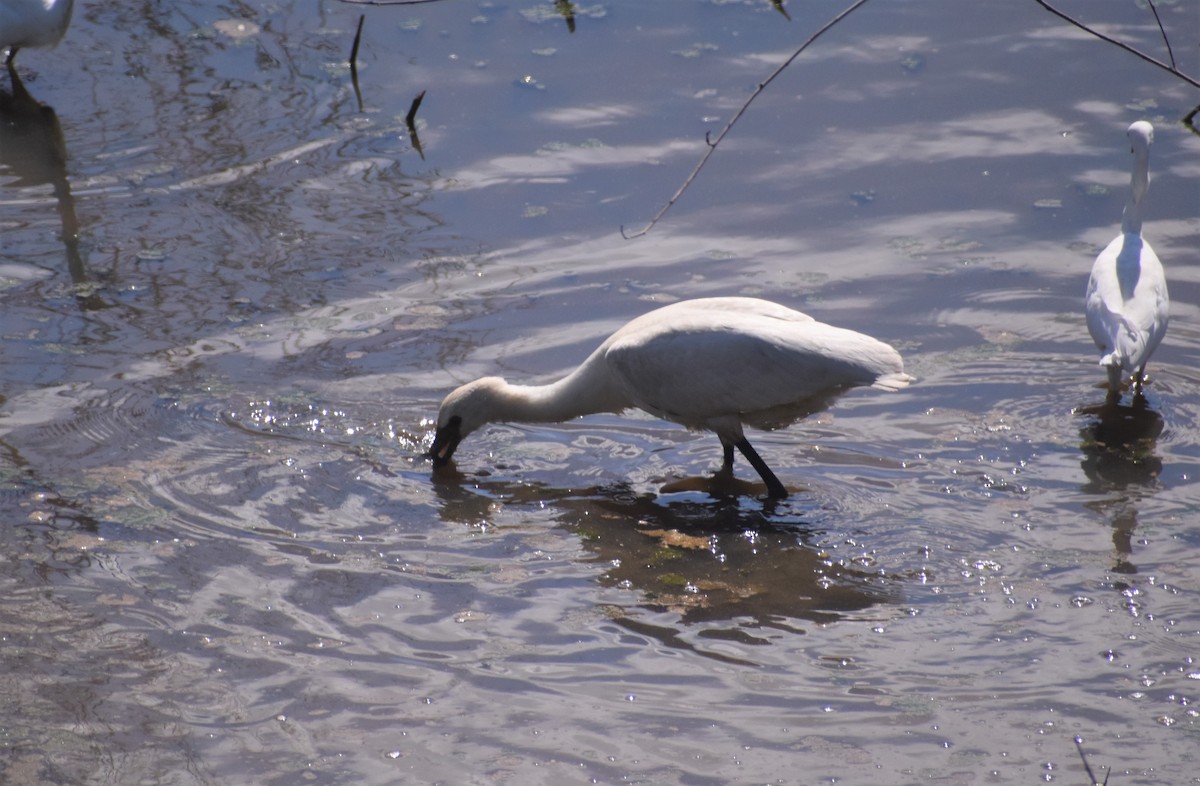 Eurasian Spoonbill - ML641333270